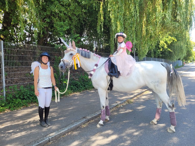 Cheval de sport allemand Jument 16 Ans 165 cm in Gadow