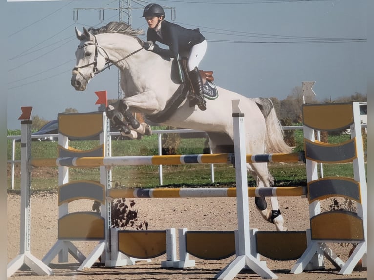 Cheval de sport allemand Jument 16 Ans 165 cm Gris in Gadow