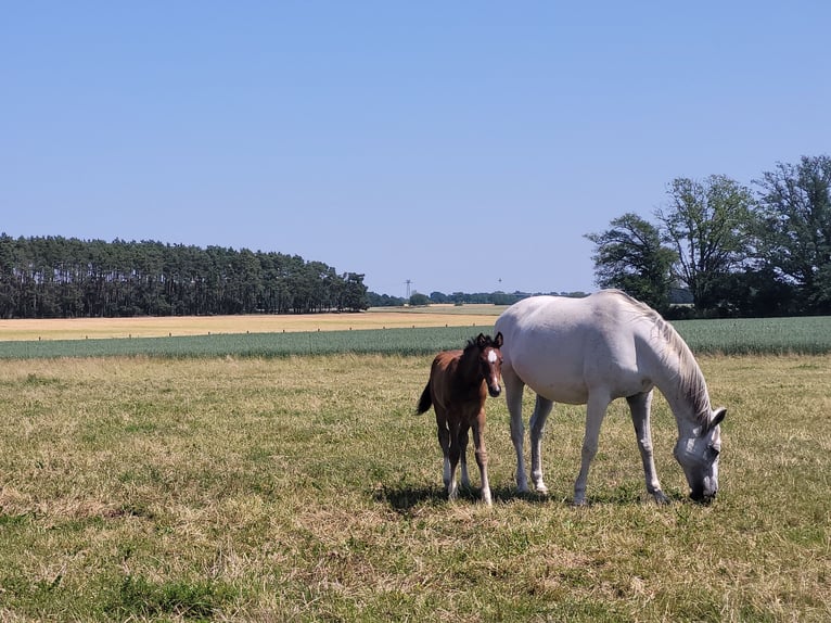 Cheval de sport allemand Jument 16 Ans 165 cm Gris in Gadow