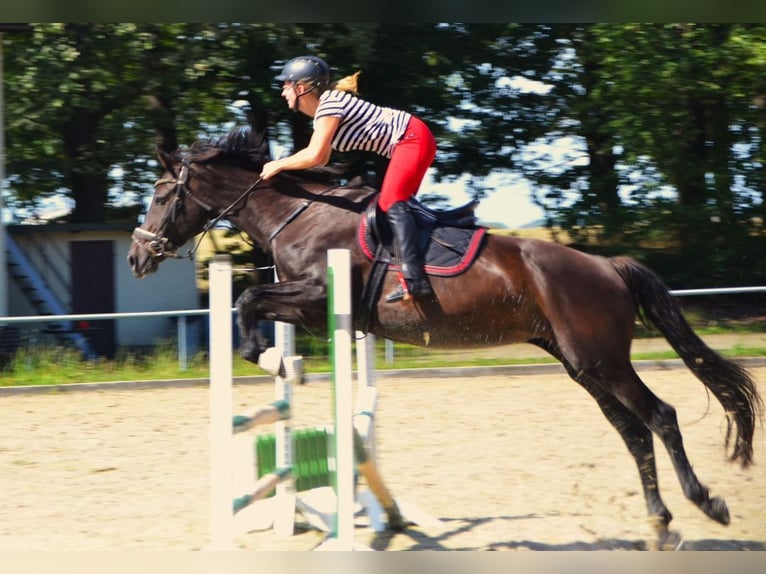 Cheval de sport allemand Jument 16 Ans 165 cm Noir in Frauenstein