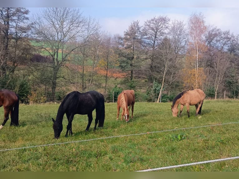 Cheval de sport allemand Jument 16 Ans 165 cm Noir in Frauenstein