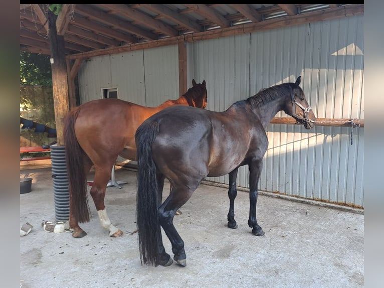 Cheval de sport allemand Jument 16 Ans 165 cm Noir in Frauenstein