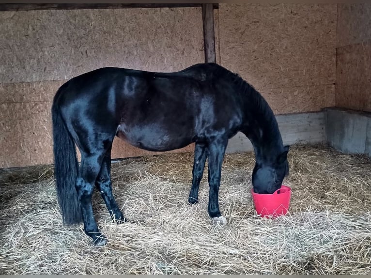 Cheval de sport allemand Jument 16 Ans 165 cm Noir in Frauenstein