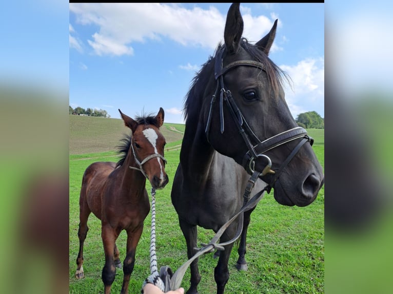 Cheval de sport allemand Jument 16 Ans 165 cm Noir in Frauenstein