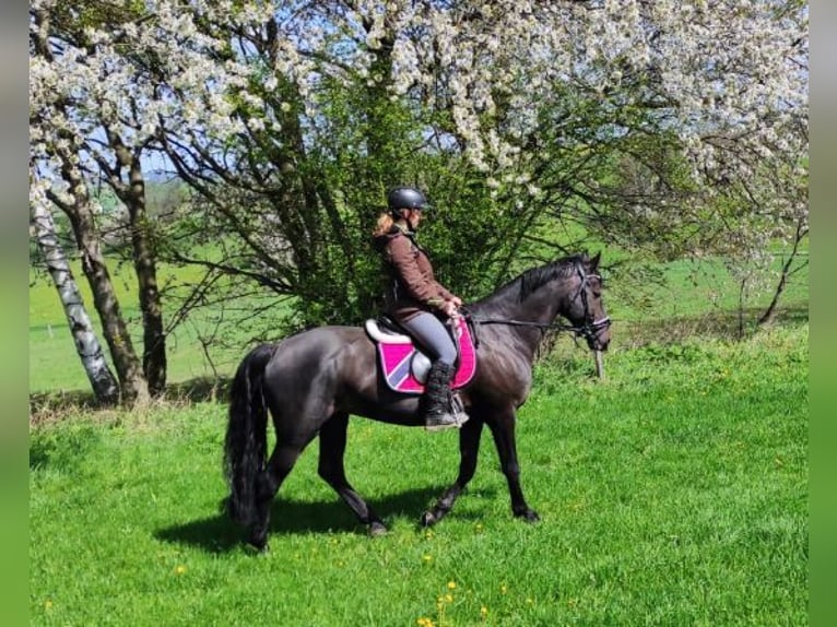 Cheval de sport allemand Jument 16 Ans 165 cm Noir in Frauenstein