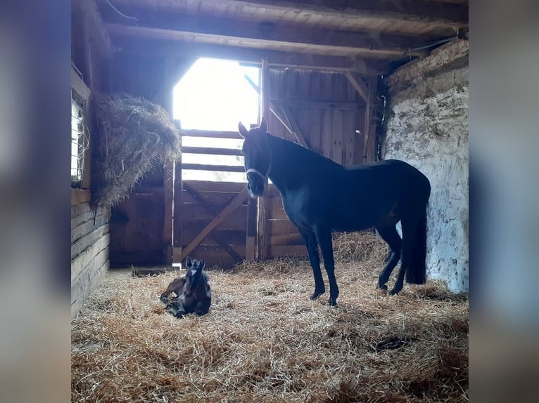 Cheval de sport allemand Jument 16 Ans 165 cm Noir in Frauenstein