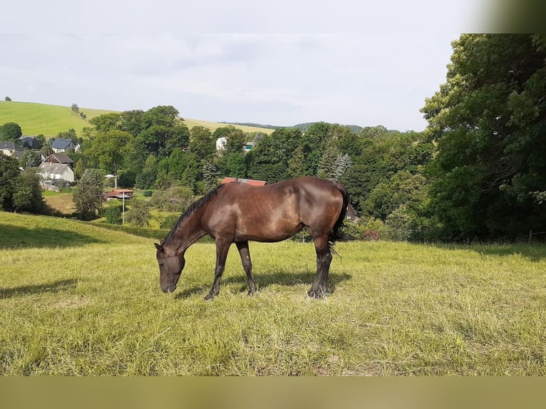 Cheval de sport allemand Jument 16 Ans 165 cm Noir in Frauenstein