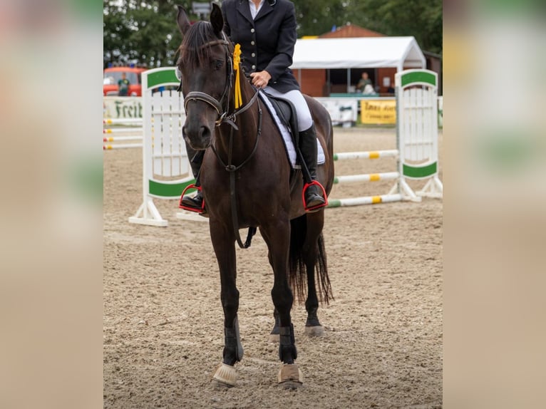 Cheval de sport allemand Jument 16 Ans 165 cm Noir in Frauenstein