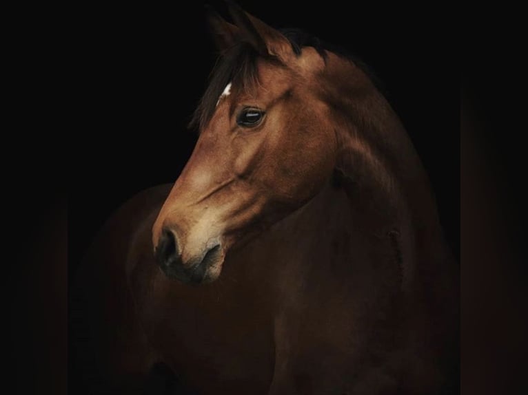 Cheval de sport allemand Jument 16 Ans 166 cm Bai in Alt Sch&#xF6;nau