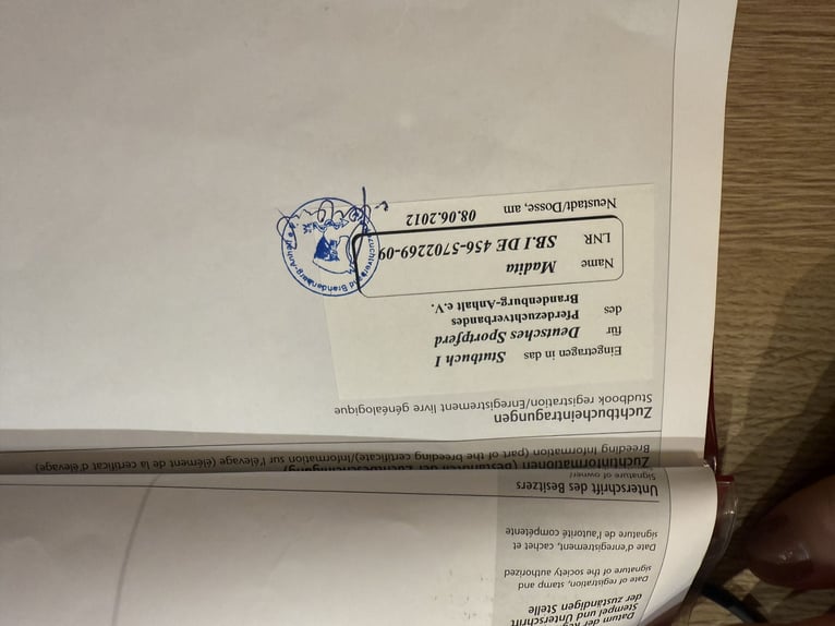 Cheval de sport allemand Jument 16 Ans 167 cm Alezan brûlé in Uder