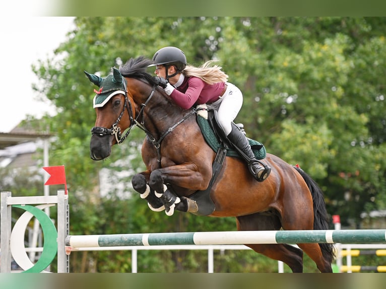 Cheval de sport allemand Jument 16 Ans 167 cm Bai in Vitzenburg