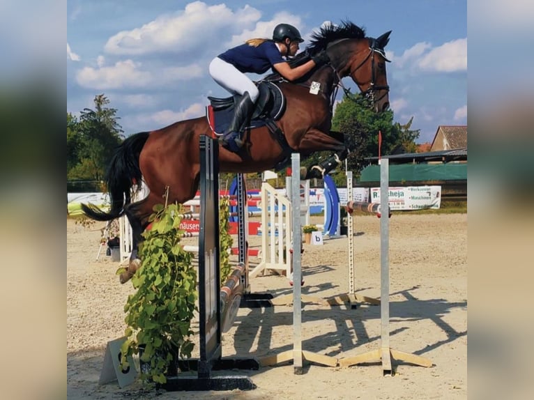Cheval de sport allemand Jument 16 Ans 167 cm Bai in Vitzenburg
