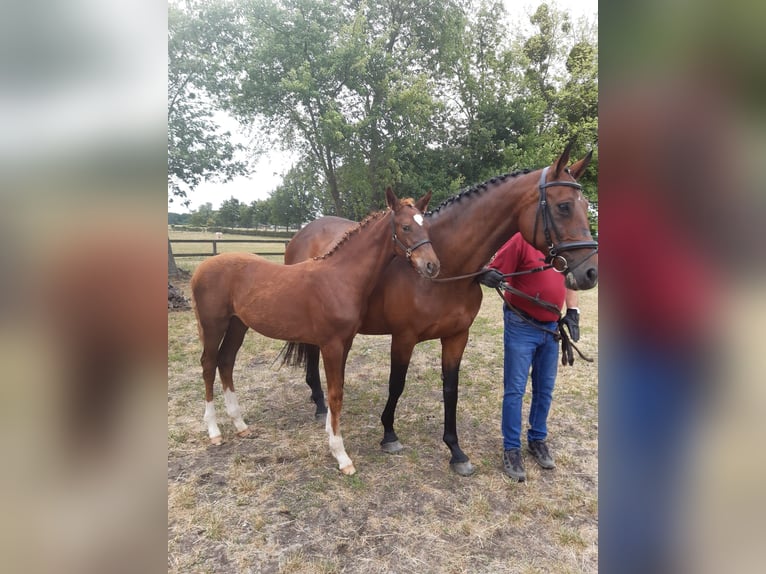Cheval de sport allemand Jument 16 Ans 167 cm Bai in Loburg