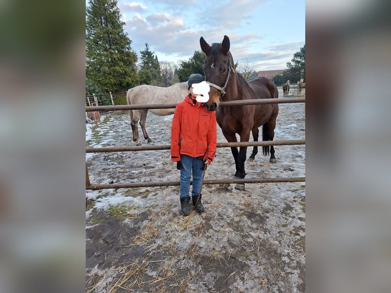 Cheval de sport allemand Jument 16 Ans 167 cm Bai in Loburg