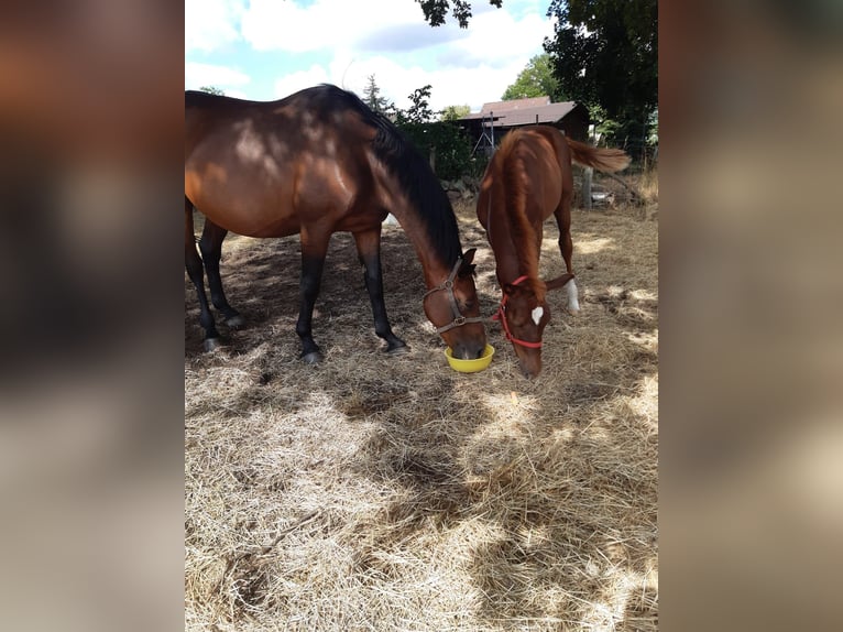 Cheval de sport allemand Jument 16 Ans 167 cm Bai in Möckern OT Loburg