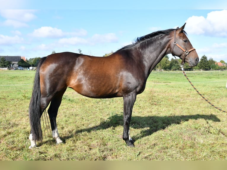 Cheval de sport allemand Jument 16 Ans 168 cm Bai brun in Kakerbeck