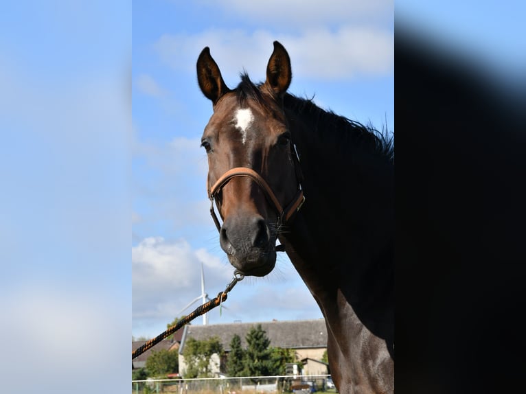 Cheval de sport allemand Jument 16 Ans 168 cm Bai brun in Kakerbeck