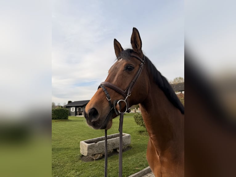 Cheval de sport allemand Jument 16 Ans 168 cm Bai in Nordwalde