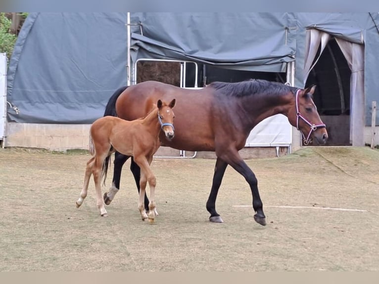 Cheval de sport allemand Jument 16 Ans 168 cm Bai in Frauenstein