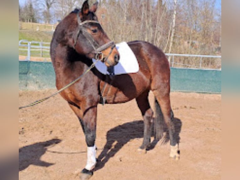 Cheval de sport allemand Jument 16 Ans 168 cm Bai in Frauenstein