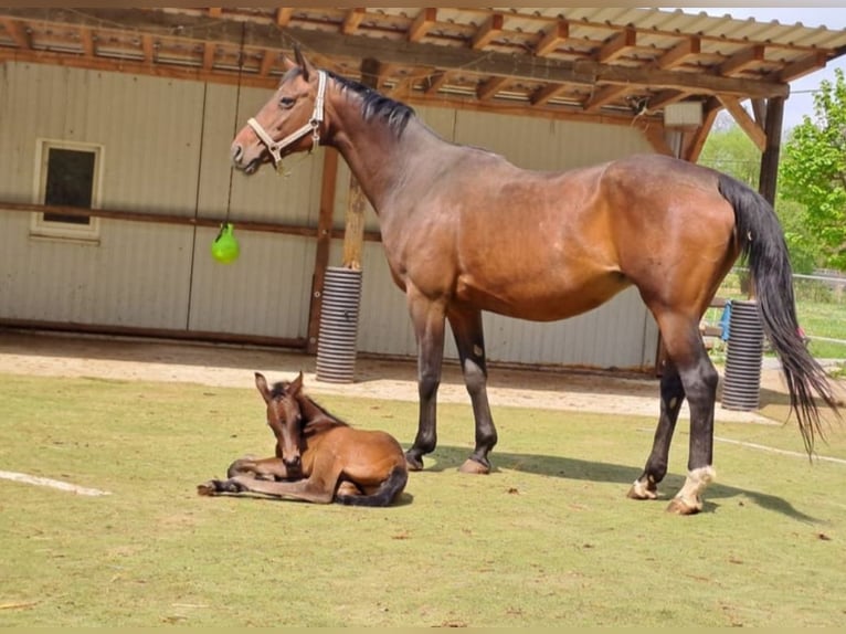 Cheval de sport allemand Jument 16 Ans 168 cm Bai in Frauenstein