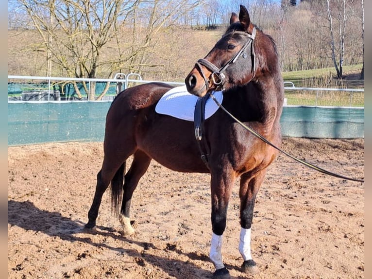 Cheval de sport allemand Jument 16 Ans 168 cm Bai in Frauenstein