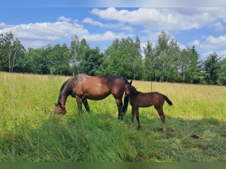 Cheval de sport allemand Jument 16 Ans 168 cm Bai in Frauenstein