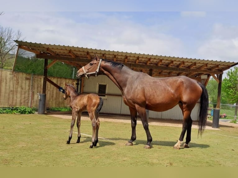 Cheval de sport allemand Jument 16 Ans 168 cm Bai in Frauenstein