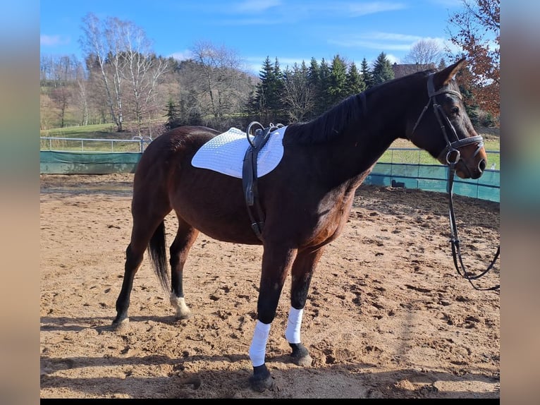 Cheval de sport allemand Jument 16 Ans 168 cm Bai in Frauenstein