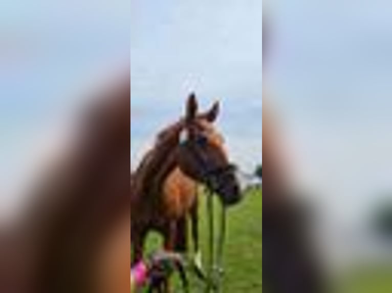 Cheval de sport allemand Jument 16 Ans 170 cm Alezan in Aalen