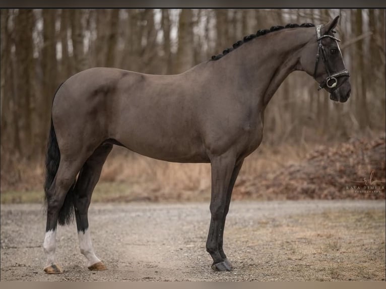 Cheval de sport allemand Jument 16 Ans 170 cm Noir in Garching bei M&#xFC;nchen