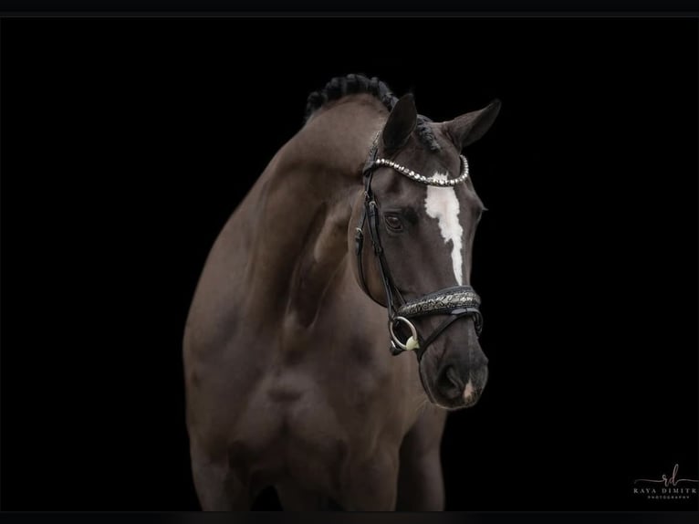 Cheval de sport allemand Jument 16 Ans 170 cm Noir in Garching bei M&#xFC;nchen