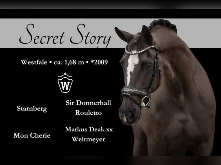 Cheval de sport allemand Jument 16 Ans 170 cm Noir in Garching bei M&#xFC;nchen