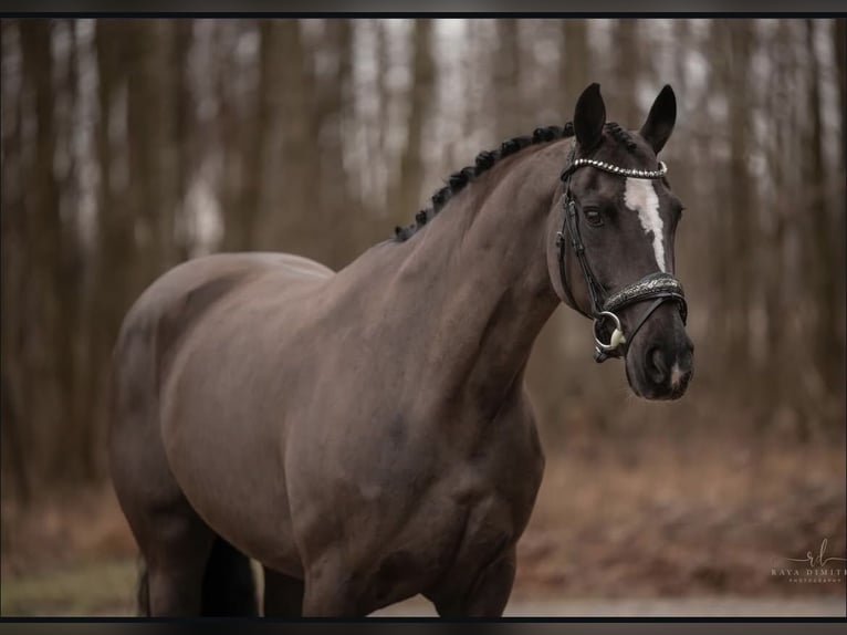 Cheval de sport allemand Jument 16 Ans 170 cm Noir in Garching bei M&#xFC;nchen