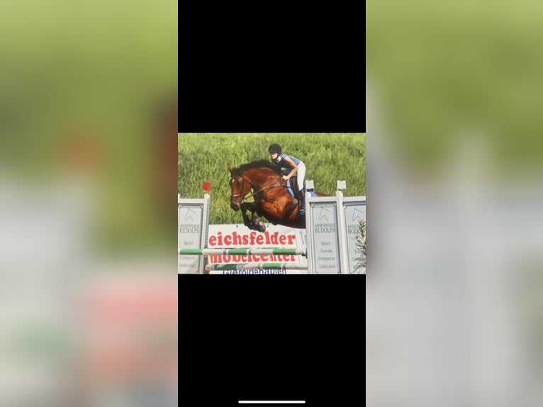 Cheval de sport allemand Jument 16 Ans 171 cm Bai in Dingelstädt