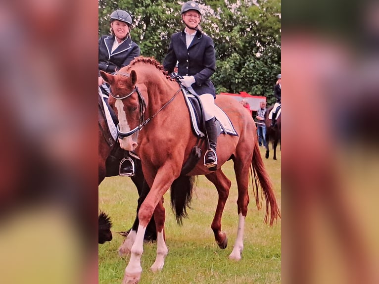 Cheval de sport allemand Jument 16 Ans 172 cm Alezan in Frauenstein