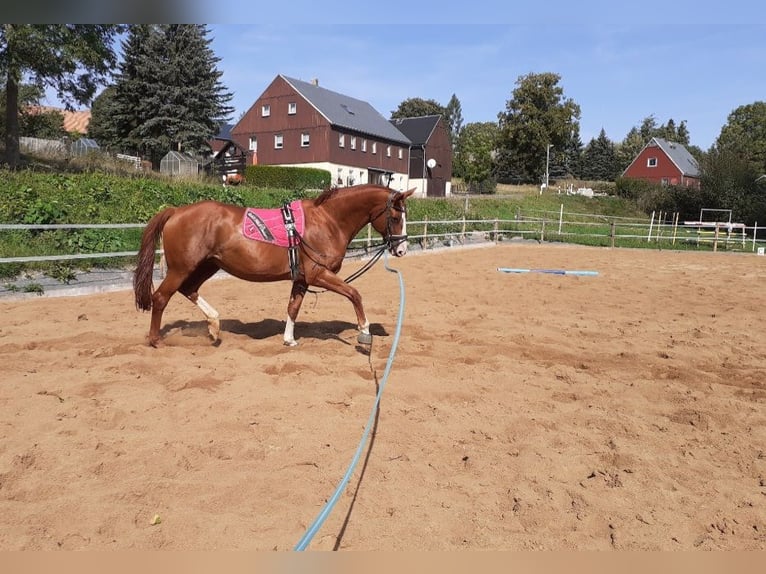 Cheval de sport allemand Jument 16 Ans 172 cm Alezan in Frauenstein