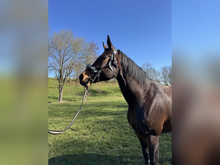 Cheval de sport allemand Jument 16 Ans 172 cm Bai in Dittersdorf