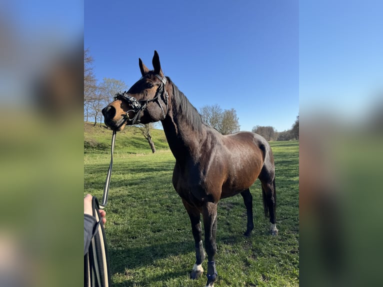 Cheval de sport allemand Jument 16 Ans 172 cm Bai in Dittersdorf