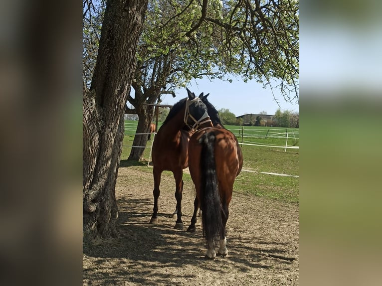 Cheval de sport allemand Jument 16 Ans 173 cm Bai in Pforzheim