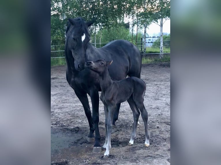 Cheval de sport allemand Jument 17 Ans 160 cm Bai brun foncé in Dessau