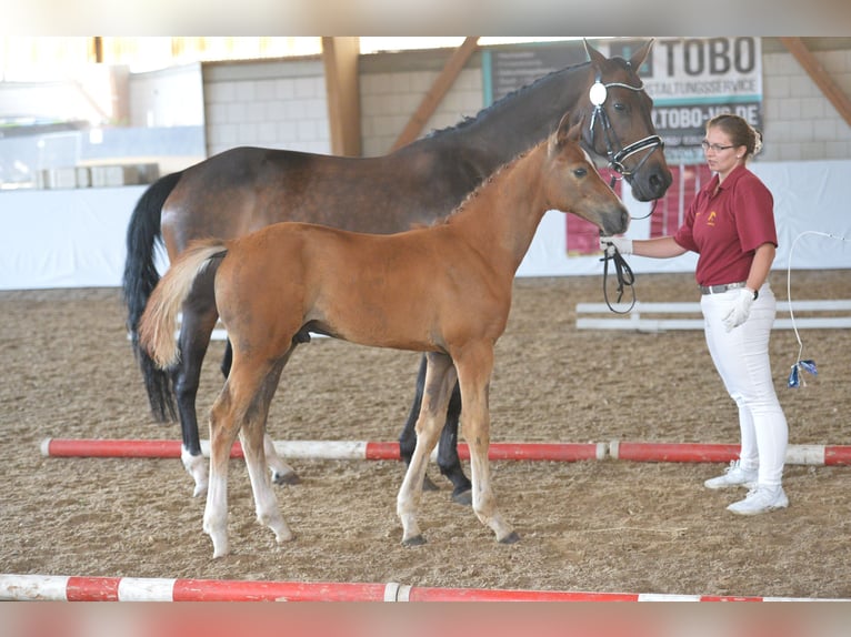 Cheval de sport allemand Jument 17 Ans 161 cm Bai brun in Trebbin