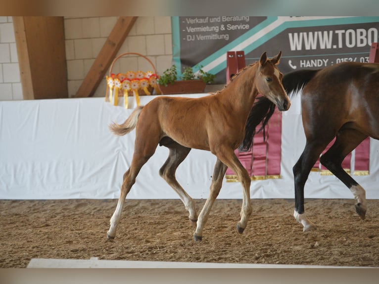 Cheval de sport allemand Jument 17 Ans 161 cm Bai brun in Trebbin