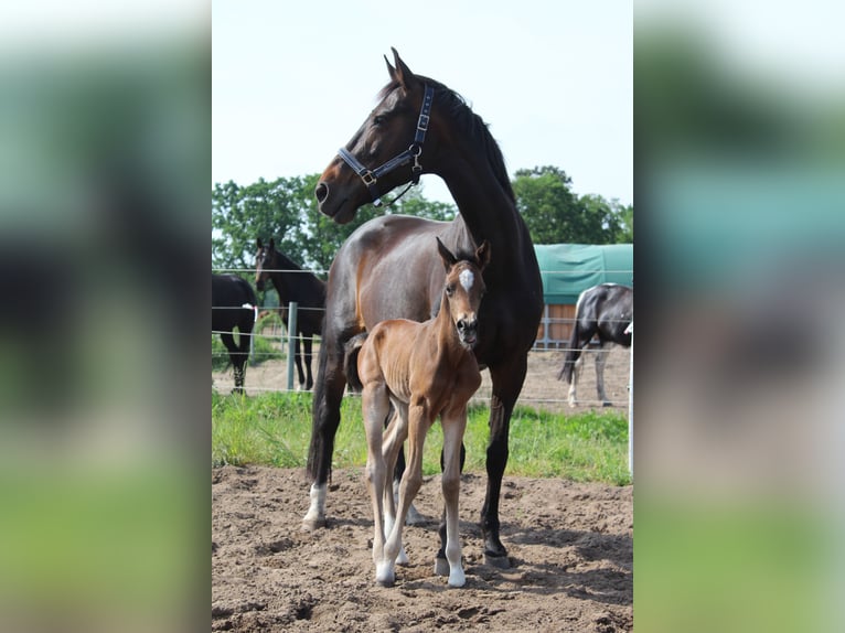 Cheval de sport allemand Jument 17 Ans 161 cm Bai brun in Trebbin