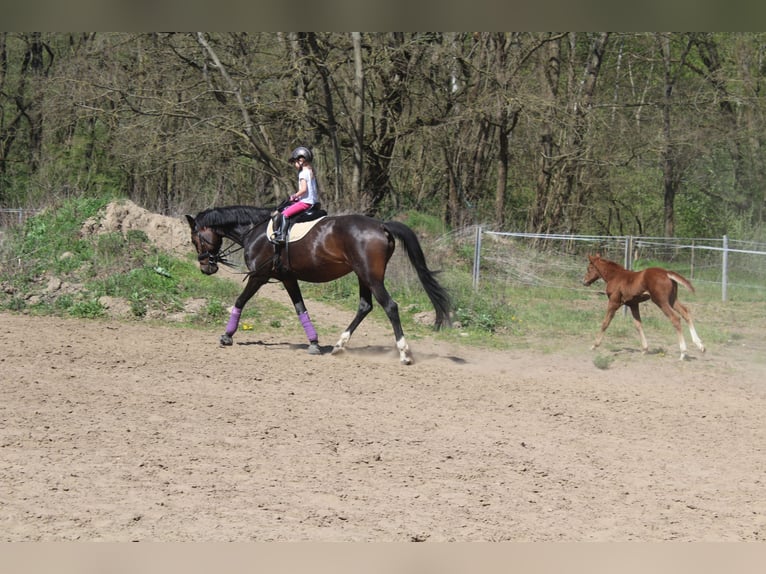 Cheval de sport allemand Jument 17 Ans 161 cm Bai brun in Trebbin