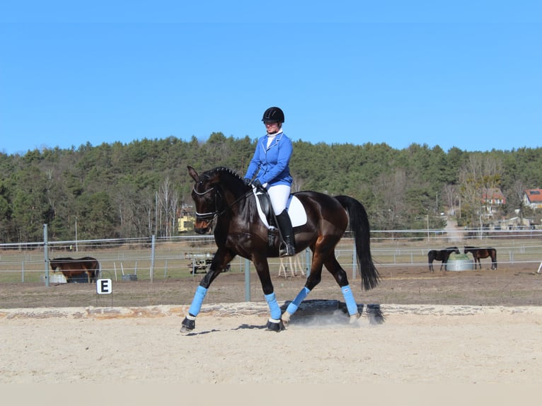 Cheval de sport allemand Jument 17 Ans 161 cm Bai brun in Trebbin