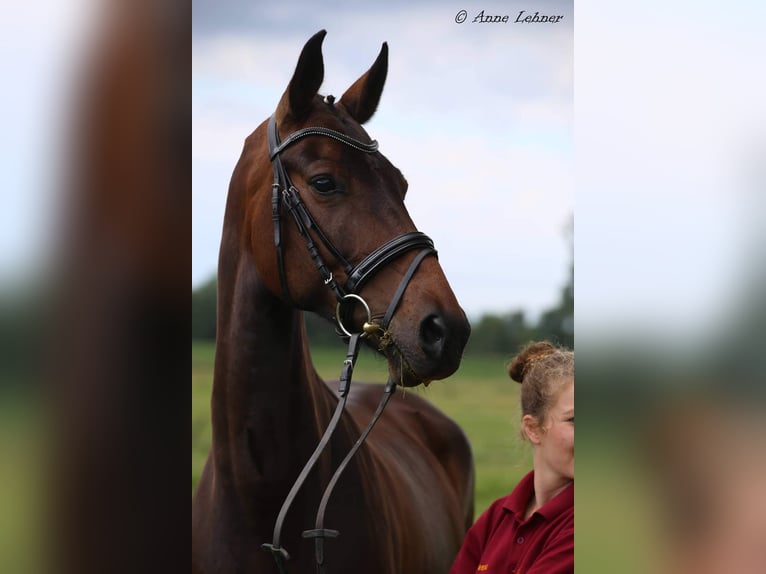 Cheval de sport allemand Jument 17 Ans 161 cm Bai brun in Trebbin