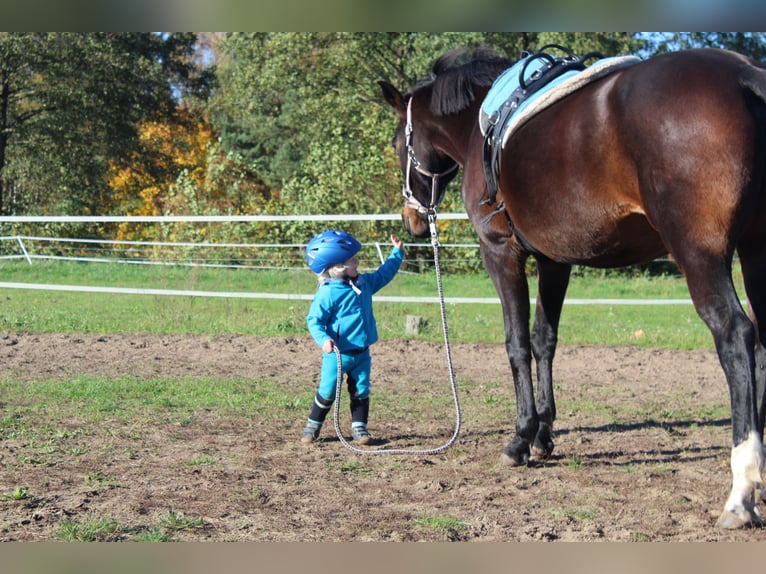 Cheval de sport allemand Jument 17 Ans 161 cm Bai brun in Trebbin