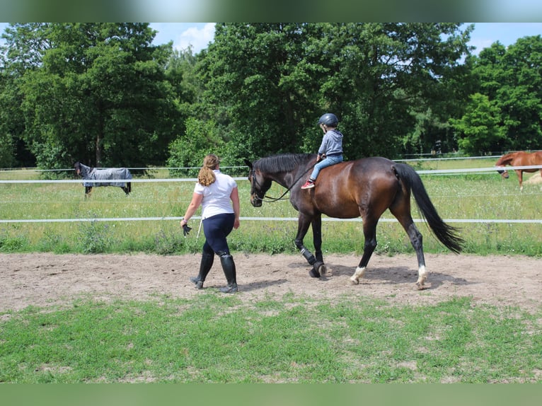 Cheval de sport allemand Jument 17 Ans 161 cm Bai brun in Trebbin