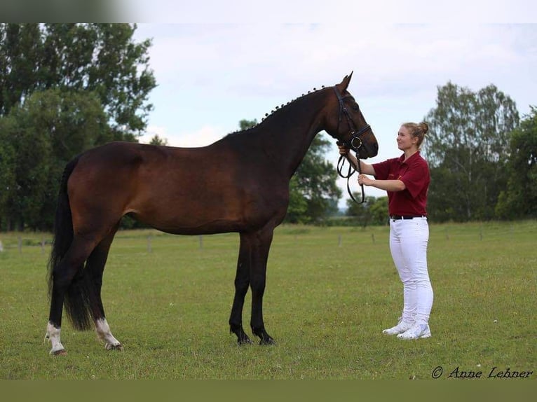 Cheval de sport allemand Jument 17 Ans 161 cm Bai brun in Trebbin